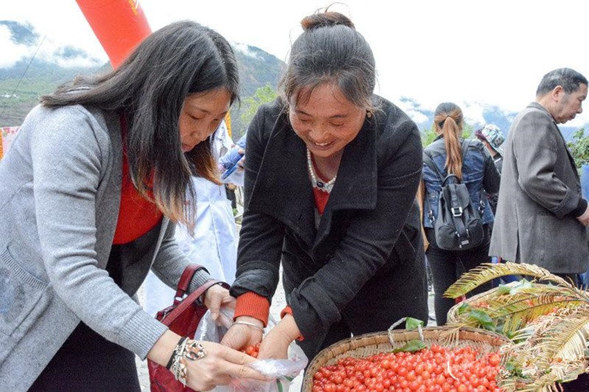 櫻桃紅了，老百姓笑了