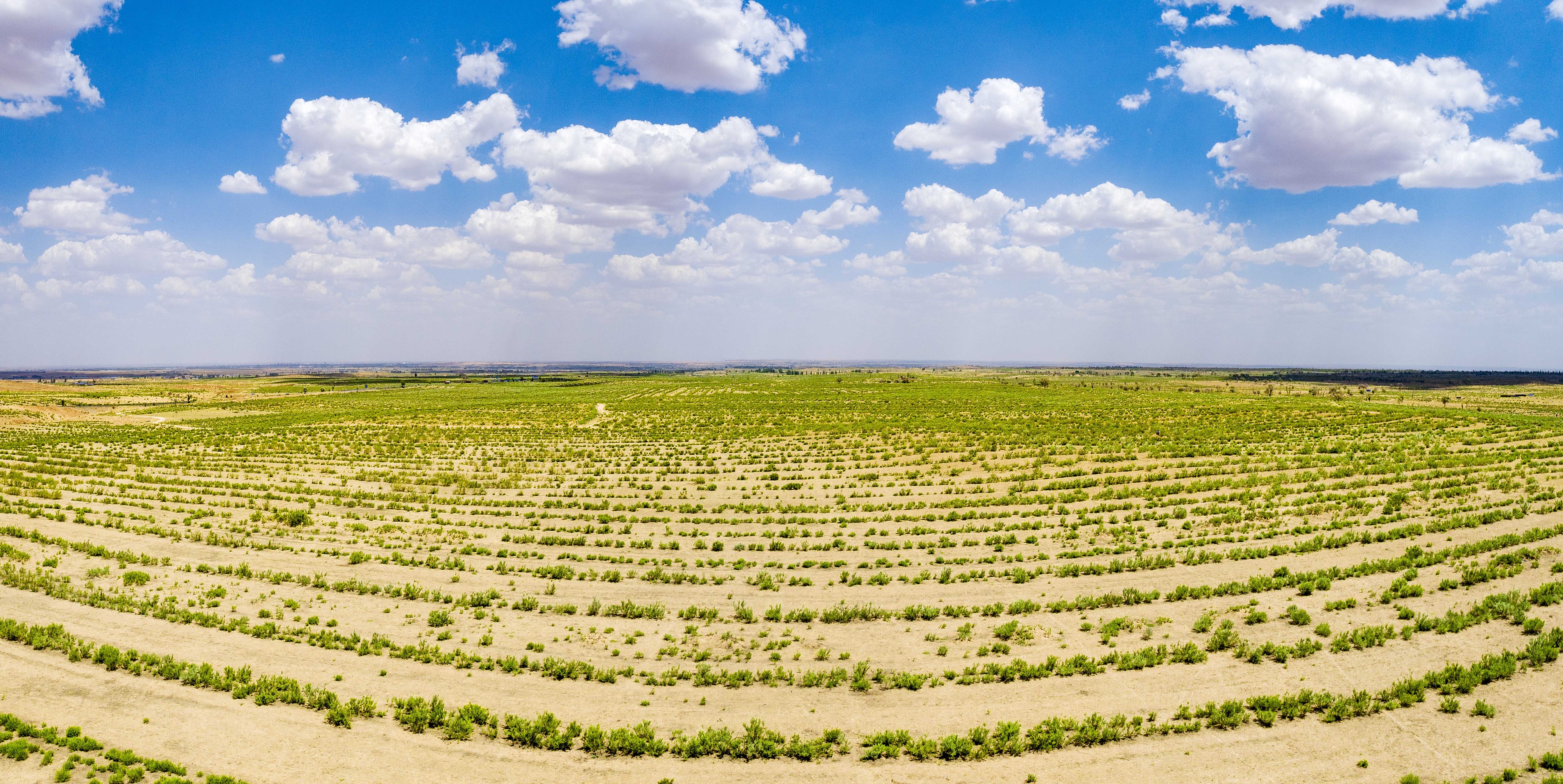 2023年6月7日，內(nèi)蒙古鄂爾多斯，毛烏素沙漠。